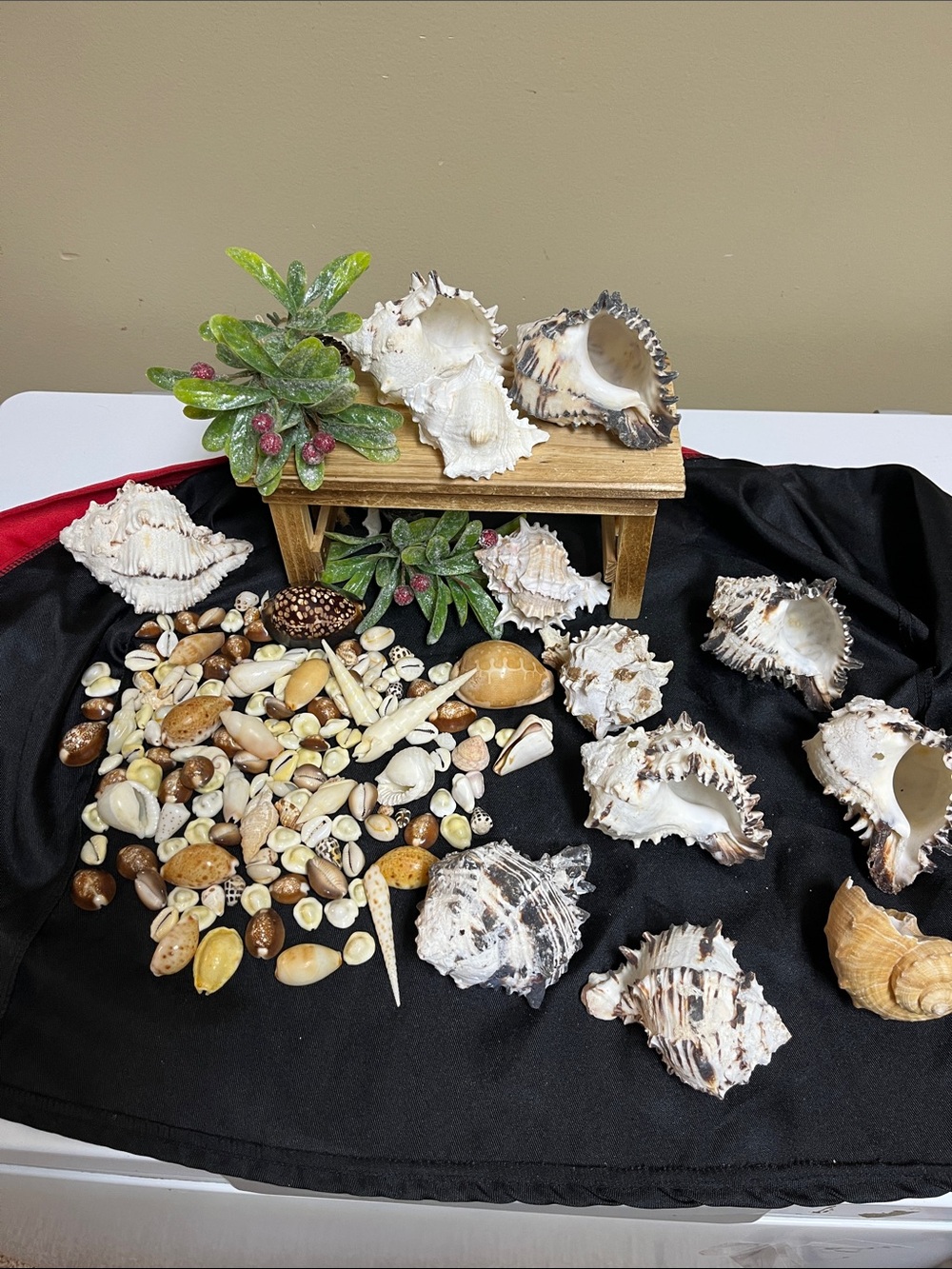 VTG Seashells Handpicked from the 70’s all in good condition ( (Bundle)